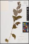 Foto von Salix caprea L.